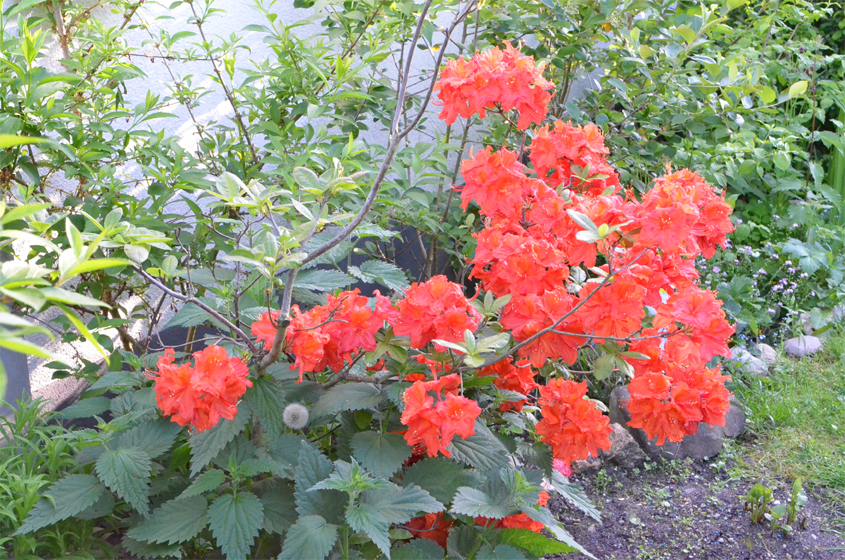 Azalee rot (Rhododendron)