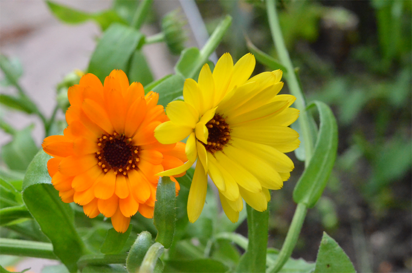 Ringelblumen