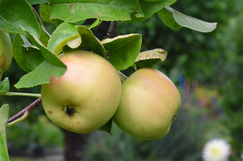 Äpfel beim Reifen am Zwergapfelbaum